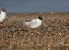 Mediterranean Gull at Southend Seafront (Steve Arlow) (66103 bytes)